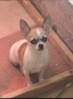 Чихуахуа, снимка 2