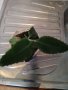 Каланхое дегримонтиана детки , снимка 1 - Стайни растения - 36899427