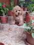 Мини Пудел Той Пудел , снимка 1