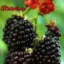 Висококачествени нови семена от хранителна Къпина без бодли Rubus rusticanus 50+ семена антиоксидант, снимка 13