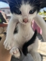 Подарявам малки котенца на 1 месец, снимка 18