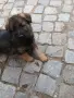 Малки немски овчарки!, снимка 3