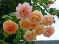 Роза 27, снимка 1 - Градински цветя и растения - 36093626