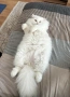 Бял персийски котарак за разплод, снимка 4