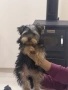 Йоркширски териер (йорки), снимка 4