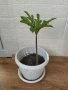 стайни растения +отстъпка и подарък, снимка 1