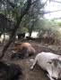 Стадо крави, снимка 4