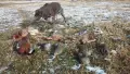 Курцхаари на две години , снимка 12
