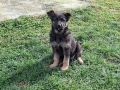 малки немски овчарки, снимка 11