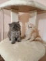 Персийски котенца , снимка 1