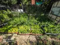 вечнозелен лигуструм и лавровишни , снимка 4