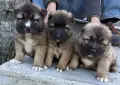 Кавказка овчарка, снимка 2