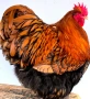 Продавам златно кантиран Орпингтон. , снимка 1