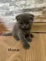 Малки пухкави котенца, снимка 2