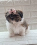 Ши Тцу Shih Tzu, снимка 4