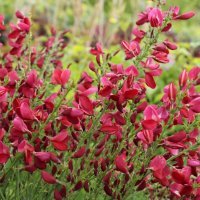 Цитисус-(Cytisus killiney red), снимка 6 - Градински цветя и растения - 39927557