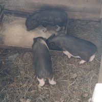Заплодени свине майки 2 броя, снимка 18 - Прасета - 34457347