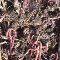 Биотор от червени калифорнийски червеи в чували (вермикмпост, лумбрикомпост, биохумус), снимка 9 - Тор и почвени смеси - 35727385