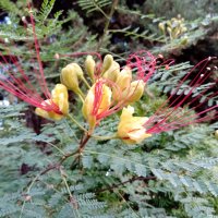 Цезалпиния- Жълта Райска Птица., снимка 1 - Градински цветя и растения - 40200588