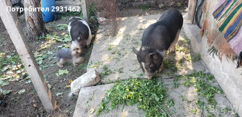 70 LV. VIETNAMSKI  PRASENCA, снимка 1