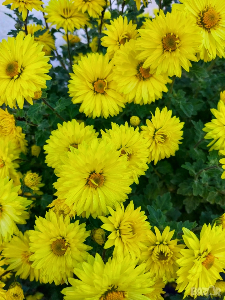 Жълти хризантеми , снимка 1
