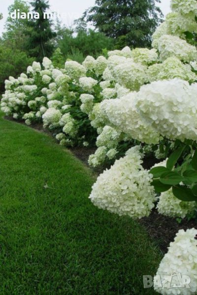 Хортензия паникулата Лаймлайт, Hydrangea Limelight за супер слънце, снимка 1