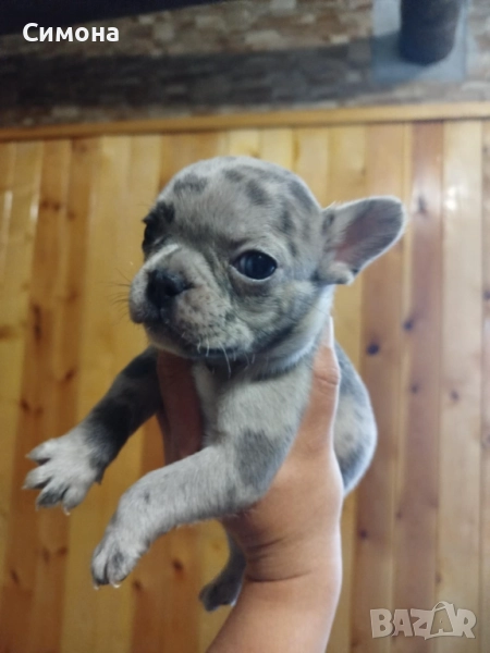 Френски булдочета, снимка 1