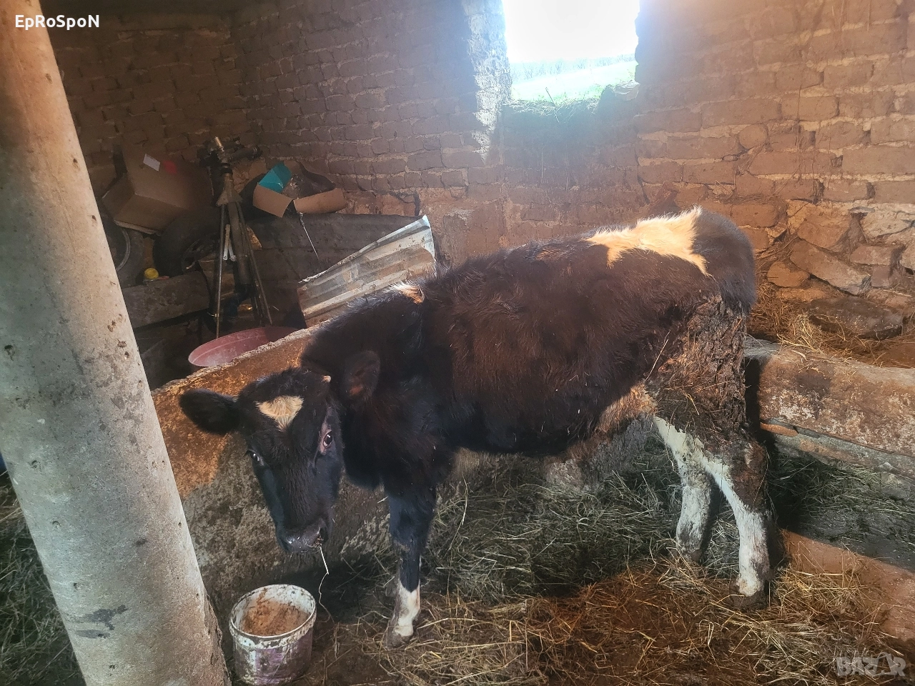 продава се посоченото теле тел за вързка +359876954010, снимка 1