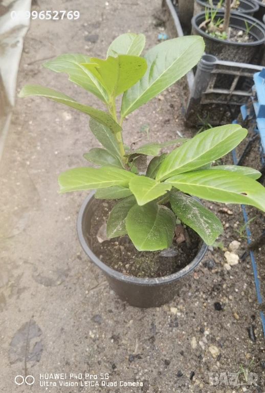 Лавровишна, снимка 1