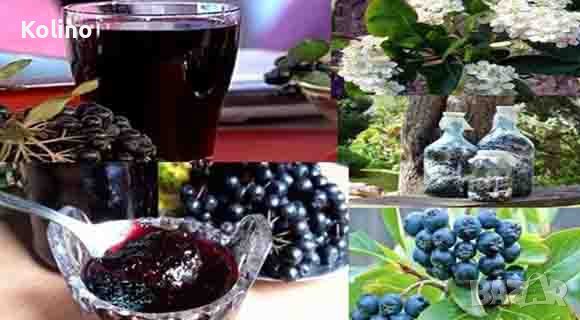 Арония Сладко и сироп концентрат - противовирусно, инуностимулатор, снимка 1