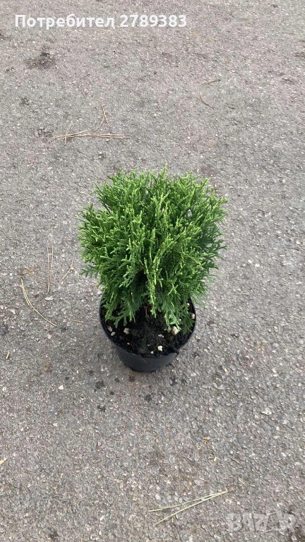 Туя тини тим, снимка 1