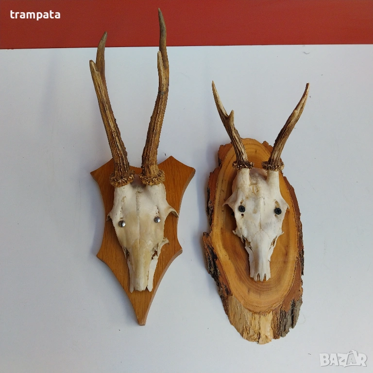 НАЙ ДОБРАТА ОФЕРТА Два броя рога от сръндак, снимка 1