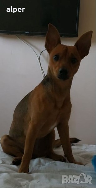 Търси жена мъжки пинчер, снимка 1