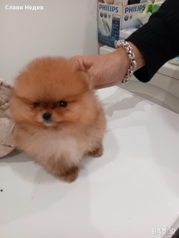 померанче мъжко мини , снимка 1