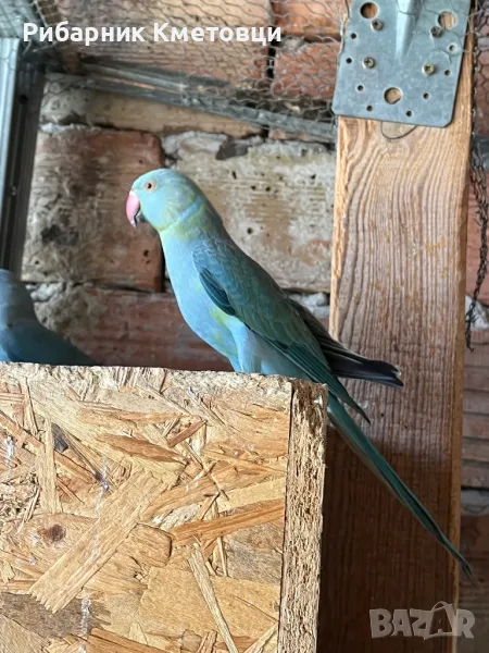 Малък Александър , снимка 1