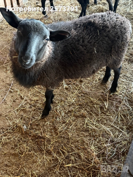 Агне, снимка 1