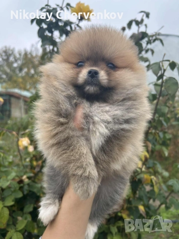 Померан померанчета, снимка 5 - Померан - 52311107