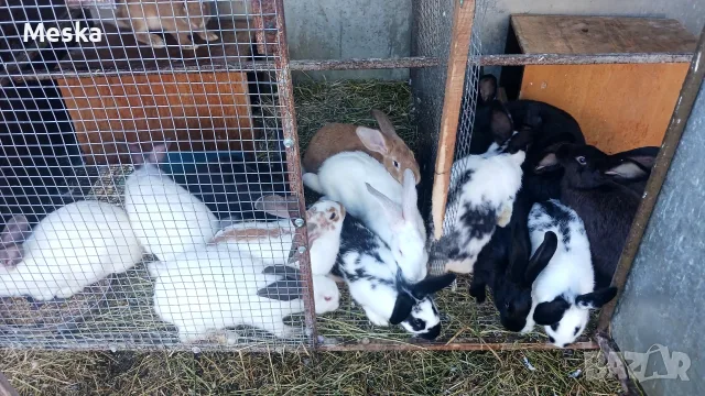Zaici kaliforniski i cika