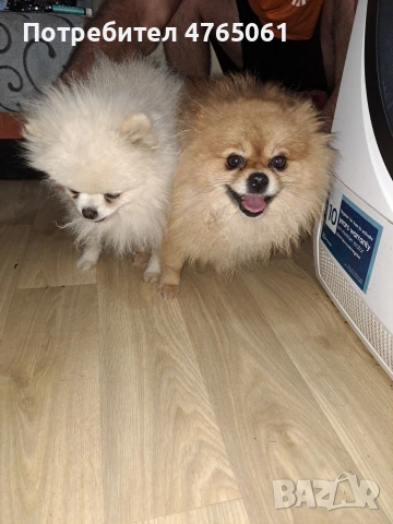 Померан малък шпиц момичета, снимка 12 - Померан - 53839680
