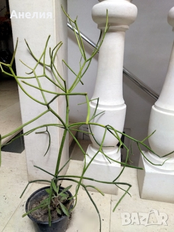Кактус без бодли Euphorbia tirucalli, снимка 6 - Стайни растения - 52505735