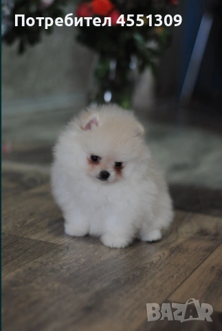 Померан мини мъжко, снимка 2 - Померан - 53752637