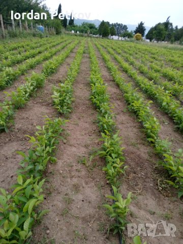 Орехови фиданки, снимка 3 - Други - 38424864