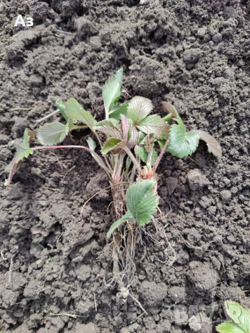 продавам разсад на български ягоди, снимка 8 - Разсади - 53803654