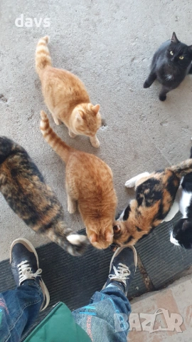 Черна котка на 6 месеца търси дом, снимка 15 - Други - 53116657