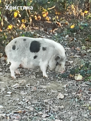 Виетнамски прасета, снимка 3 - Прасета - 52933460