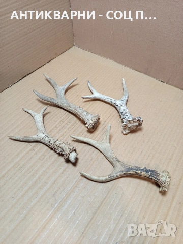 Комплект Стари Малки Рога. НОМЕР 726., снимка 3 - Антикварни и старинни предмети - 53528086