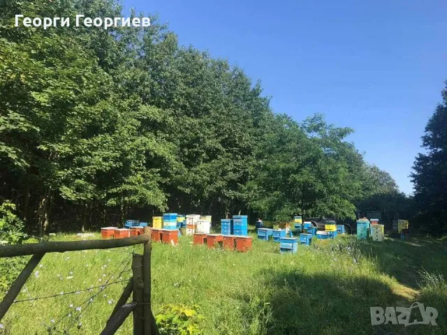 Домашен пчелен мед, снимка 4 - Пчелни продукти - 55805124
