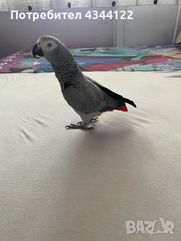 Папагал Жако 