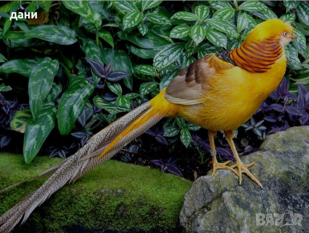 жълто златен фазан
