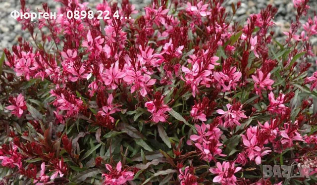 Гаура (Gaura lindheimeri)